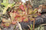 dwarf sundew